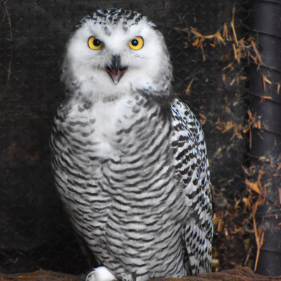 Female Snowy owl