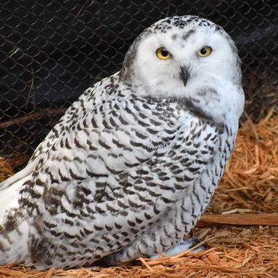 Female Snowy owl