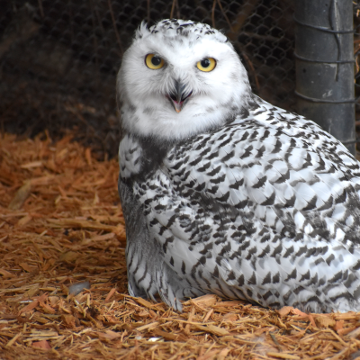 Female Snowy owl