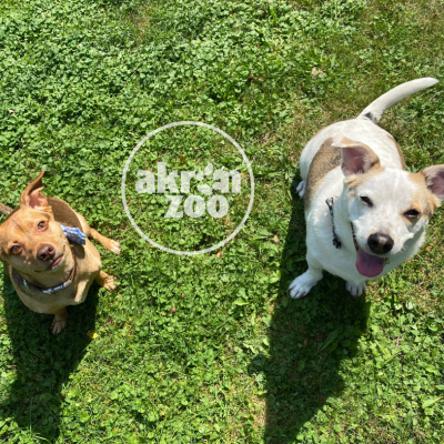 two dogs and an Akron Zoo logo