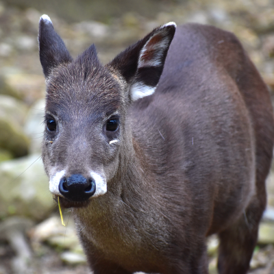 Tufted deer Norman