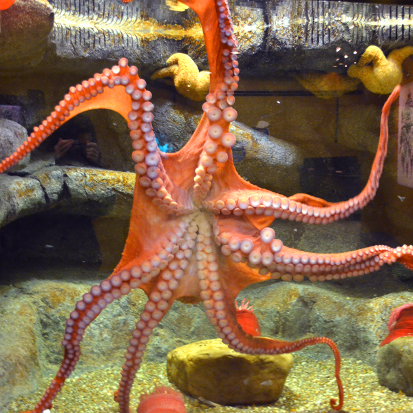 Giant Pacific Octopus | Akron Zoo