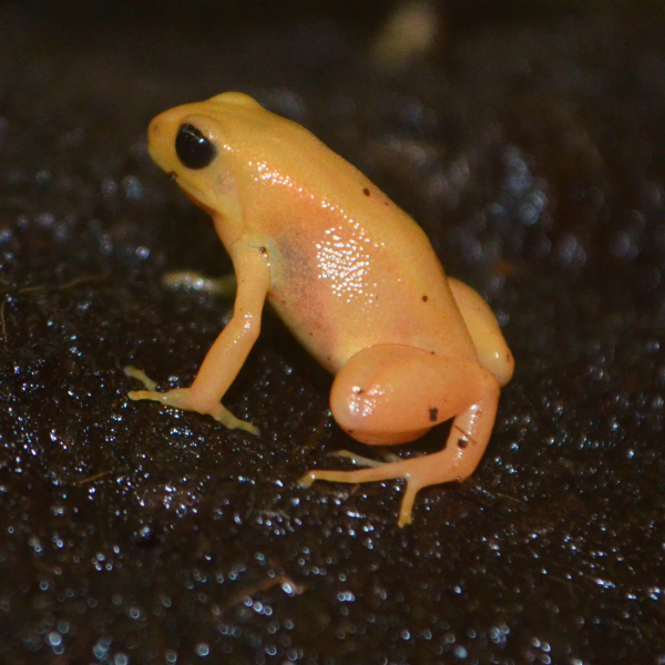 Mantella Frog Akron Zoo   GoldenMantella 