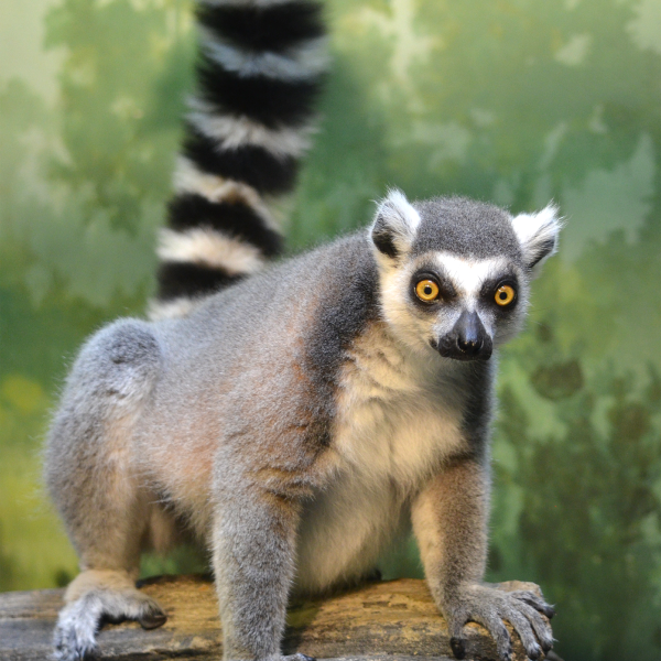 Ring-Tailed Lemur | Akron Zoo