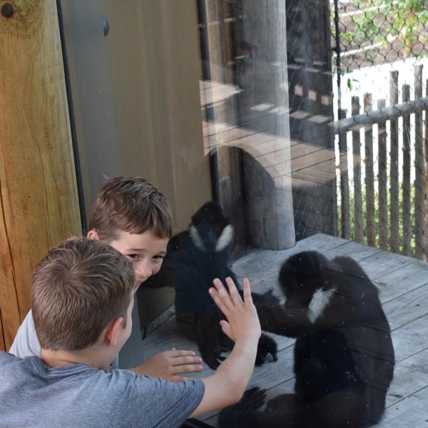 Two boys with a gibbon