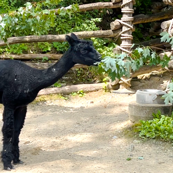 Alpaca eating tree trimmings