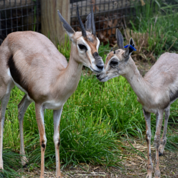 Matchmaker, Matchmaker, Make Me A Match! | Akron Zoo