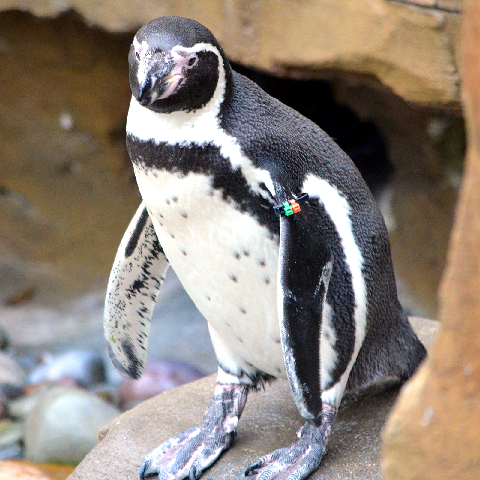 Humboldt penguin: Get flipping excited! Humboldt penguins at