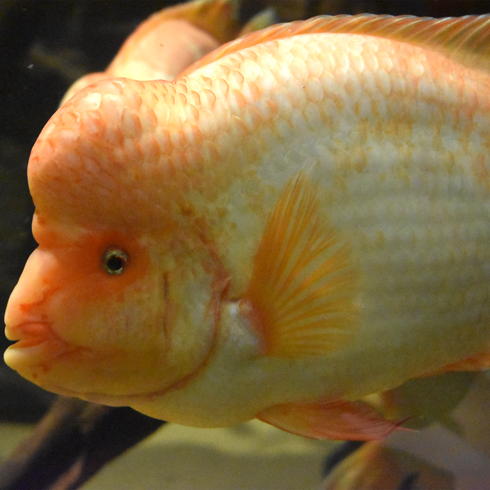 midas cichlid