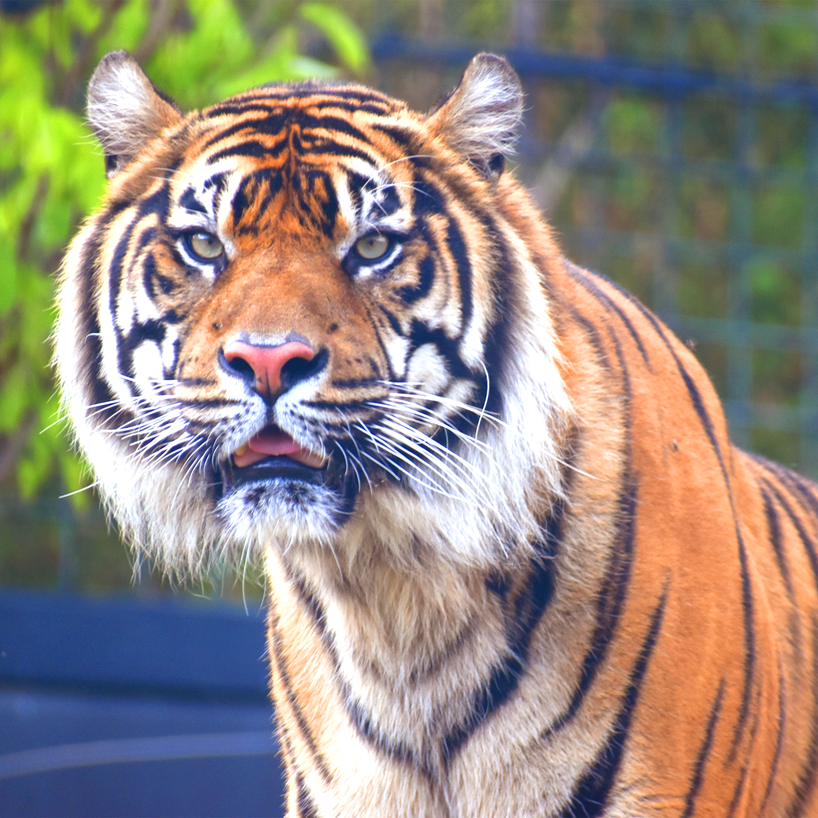 sumatran tiger vs bengal tiger